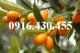 Cây giống Quất ngọt
